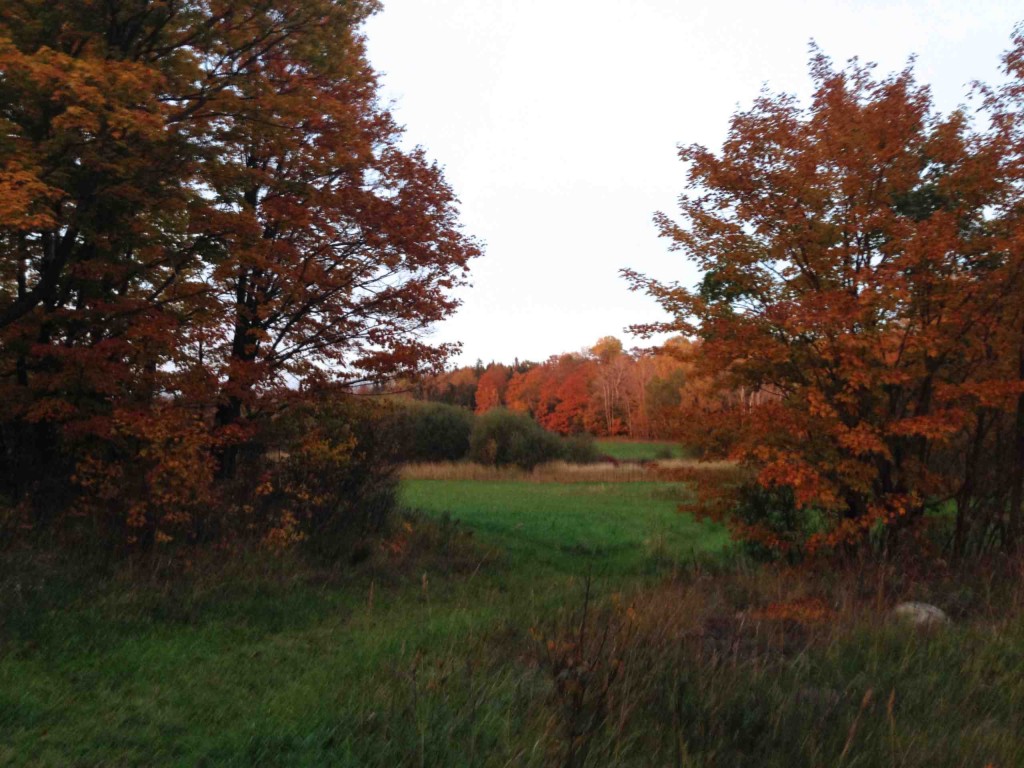 Fall colours in the Secret Field