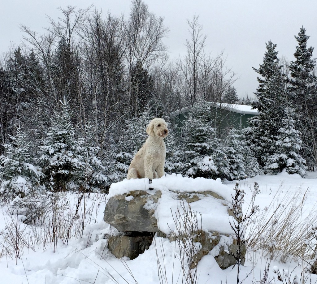 Our Clown-Greeter loves the winter, but can't wait for summer to meet you!